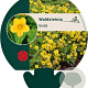 Waldsteinia ternata GM P9