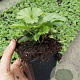 Waldsteinia ternata GM P9
