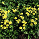Waldsteinia ternata GM P9