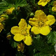Waldsteinia ternata GM P9