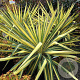 Yucca flaccida 'Golden Sword' GM 2,0L
