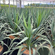 Yucca gloriosa 3,0L