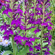 Lobelia 'Hadspen Purple' GM P9