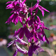 Lobelia 'Hadspen Purple' GM P9