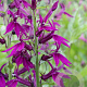 Lobelia 'Hadspen Purple' GM P9