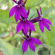 Lobelia 'Hadspen Purple' GM P9