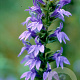 Lobelia siphilitica GM P9