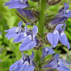 Lobelia siphilitica 'Blue Selection' GM P9