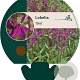 Lobelia 'Tania' GM P9
