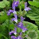 Salvia forskaohlei GM P9