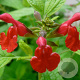 Salvia microphylla GM P9