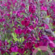 Salvia 'Nachtvlinder' GM P9