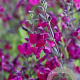 Salvia 'Nachtvlinder' GM P9