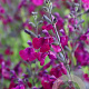 Salvia 'Nachtvlinder' GM P9