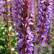 Salvia nemorosa GM P9