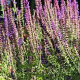 Salvia nemorosa GM P9