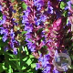 Salvia nemorosa GM P9