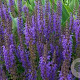 Salvia nemorosa GM P9