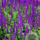 Salvia nemorosa 'Superba' GM P9