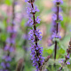 Salvia nem. 'Caradonna' GM P9