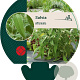 Salvia officinalis GM P9