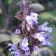 Salvia officinalis GM P9