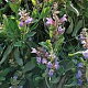 Salvia officinalis GM P9