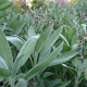 Salvia officinalis GM P9