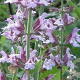 Salvia officinalis GM P9