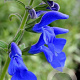 Salvia patens 'Dark Blue' GM P9