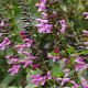 Salvia Pink Amistad GM P9