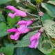 Salvia Pink Amistad GM P9