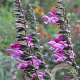 Salvia Pink Amistad GM P9