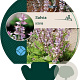 Salvia sclarea GM P9