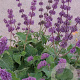 Salvia verticillata GM P9