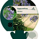 Agapanthus africanus GM P9