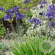 Agapanthus africanus GM P9