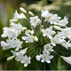 Agapanthus 'White Star' GM P9