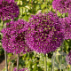 Allium aflatunense GM P9