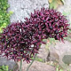 Allium atropurpureum GM P9