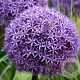 Allium 'Globemaster' GM P9