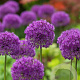 Allium 'Purple Sensation' GM P9