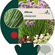 Allium schoenoprasum GM P9