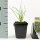Allium schoenoprasum GM P9