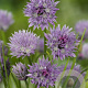 Allium schoenoprasum GM P9