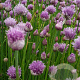 Allium schoenoprasum GM P9