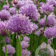 Allium schoenoprasum GM P9