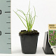 Allium schoenoprasum GM P9