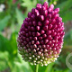 Allium sphaerocephalon GM P9