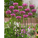 Allium sphaerocephalon GM P9